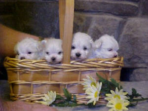 Four pups