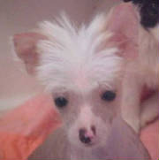 Chinese Crested Male